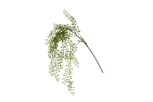 Trailing Plankothrix