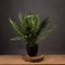 Faux Potted Boston Fern