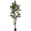 Faux Weeping Fig Tree - 182cm