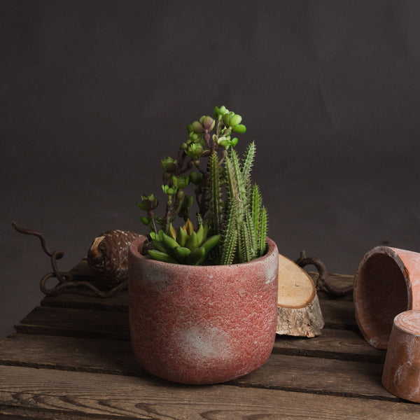 Potted Faux Cacti & Succulent