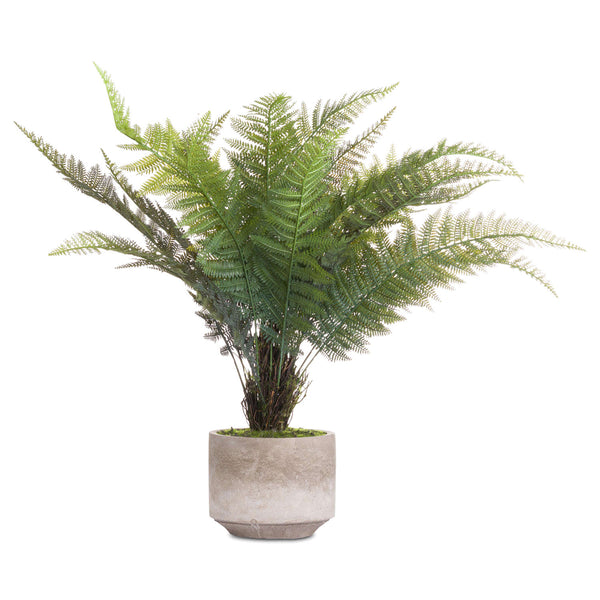 Stone Potted Boston Fern